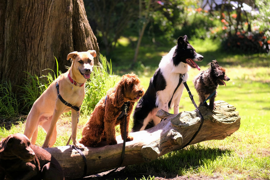 Exploring the World of Dog Breeds